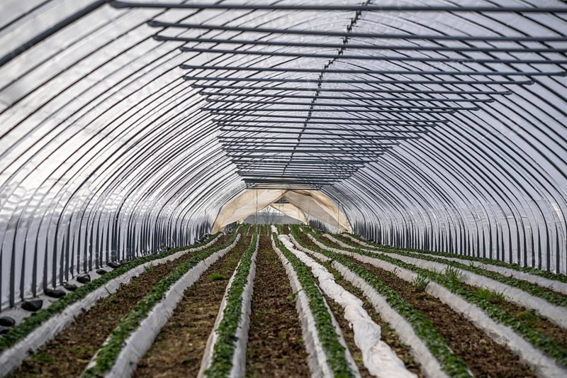 Open field strawberry cultivation in a foil greenhouse, young strawberry plants growing, near Erkelenz Rhineland, North Rhine-Westphalia, Germany, Europe