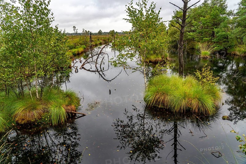 The Pietzmoor, raised bog in the Lüneburg Heath nature reserve, near Schneverdingen, Lower Saxony, Germany, Europe