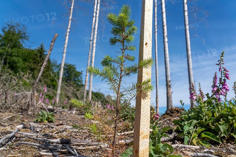 Reforestation in the Arnsberg Forest near Hirschberg, Soest district, young conifers, green Douglas firs, on the site of a spruce forest that had died and been felled due to heavy bark beetle infestation, North Rhine-Westphalia, Germany, Europe