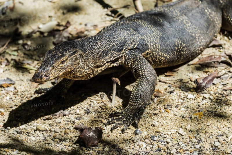 Water monitor (Varanus salvator), monitor lizard, lizard, reptile, animal, wild, free-living, wildlife, animal photo, exotic, tropical, tropical animal, Krabi, Thailand, Asia