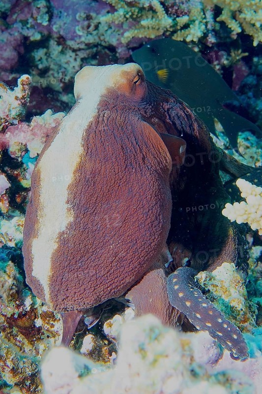 Big blue octopus (Octopus cyaneus), dive site House Reef, Mangrove Bay, El Quesir, Red Sea, Egypt, Africa