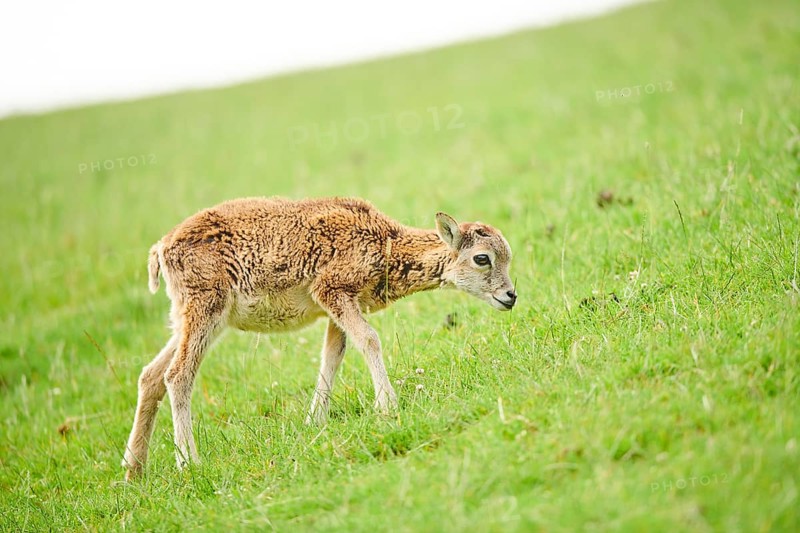 European mouflon (Ovis aries musimon) youngster walking on a meadow, tirol, Kitzbühel, Wildpark Aurach, Austria, Europe