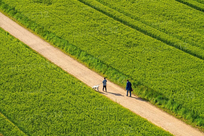 Cereal fields in spring, still green and fresh in growth, field path, walker with dog, North Rhine-Westphalia, Germany, Europe