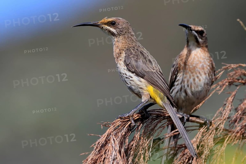 Cape Honeybird (Promerops cafer), adult, female, two, perch, Kirstenbosch Botanic Gardens, Cape Town, South Africa, Africa