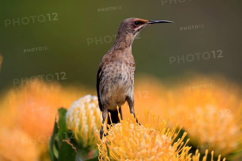 Cape Honeybird (Promerops cafer), adult, female, on flower, Protea, vigilant, Kirstenbosch Botanic Gardens, Cape Town, South Africa, Africa