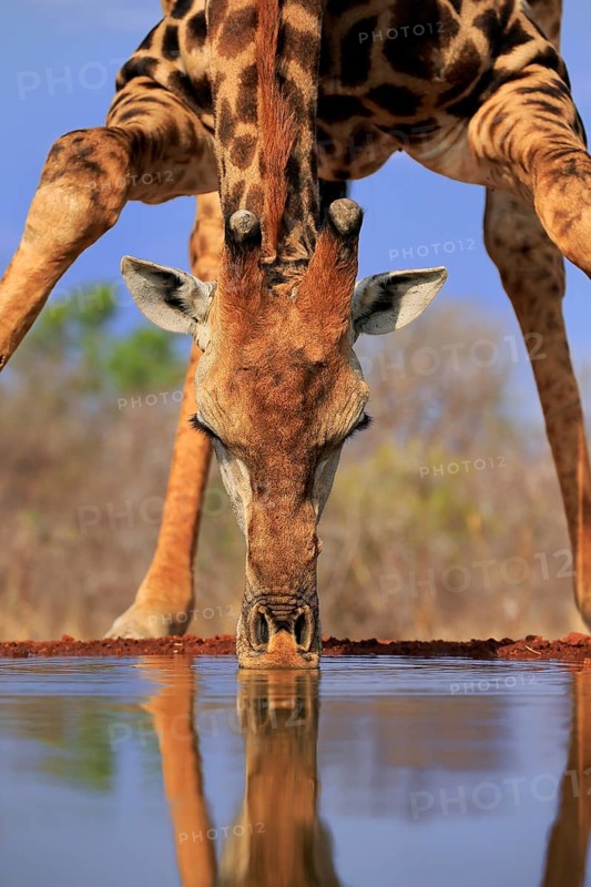 Southern giraffe (Giraffa camelopardalis giraffa), adult, portrait, drinking, at the water, Kruger National Park, Kruger National Park, Krugerpark, South Africa, Africa