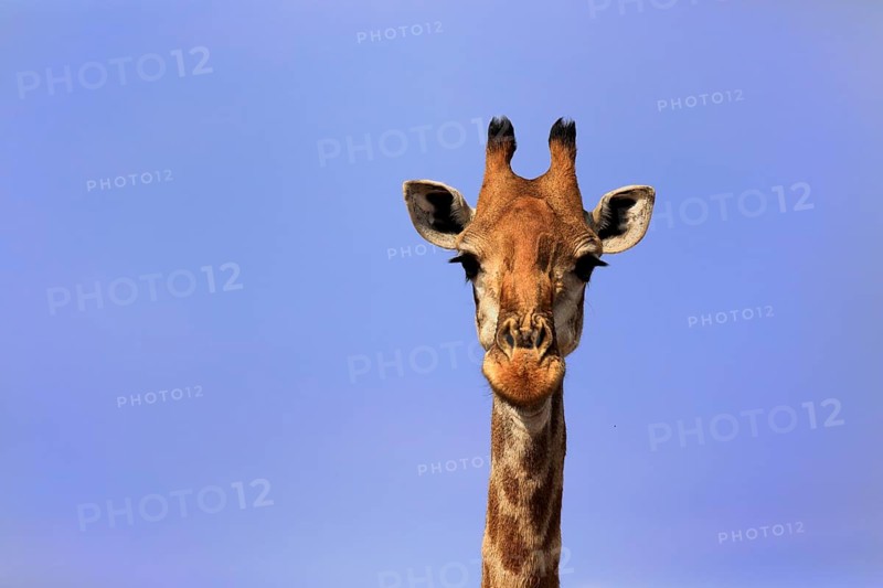 Southern giraffe (Giraffa camelopardalis giraffa), adult, portrait, Kruger National Park, Kruger National Park, Krugerpark, South Africa, Africa