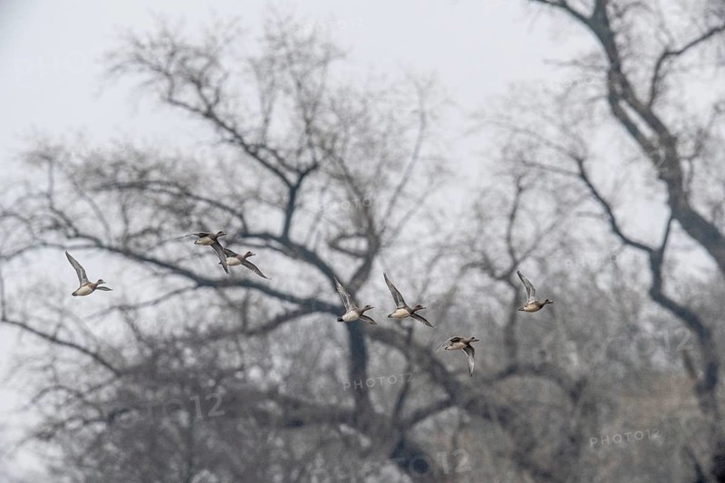 Eurasian wigeons (Anas penelope), flying, Emsland, Lower Saxony, Germany, Europe