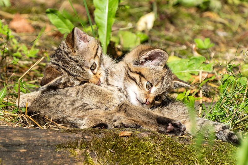 Two kittens playing and cuddling in the sunny forest on mossy ground, surrounded by grass, wildcat (Felis silvestris), kittens, Germany, Europe