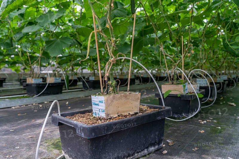 Cultivation of mini cucumbers, snack cucumbers, in a greenhouse, plants grow in substrate baskets, near Straelen, North Rhine-Westphalia, Germany, Europe