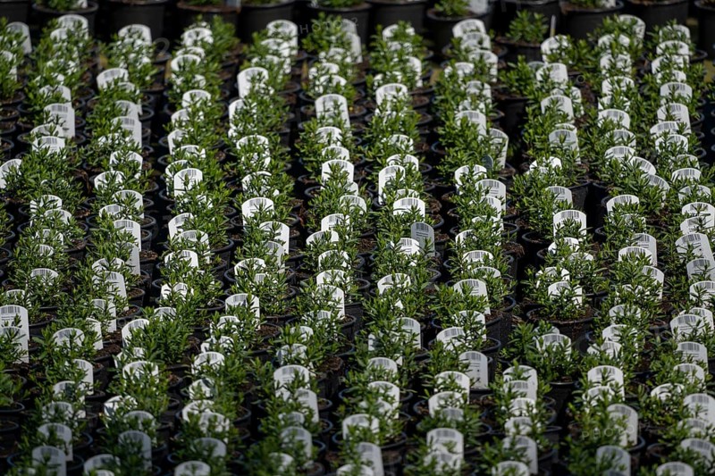 Gardening, plant cultivation, ornamental plants grow in flower pots, outdoors