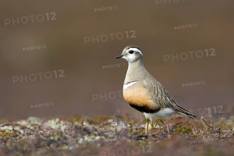 Mornell's Plover, (Eudromias morinellus), Little Ringed Plover, Europe, Norway, Varanger, Varanger, Norway, Europe