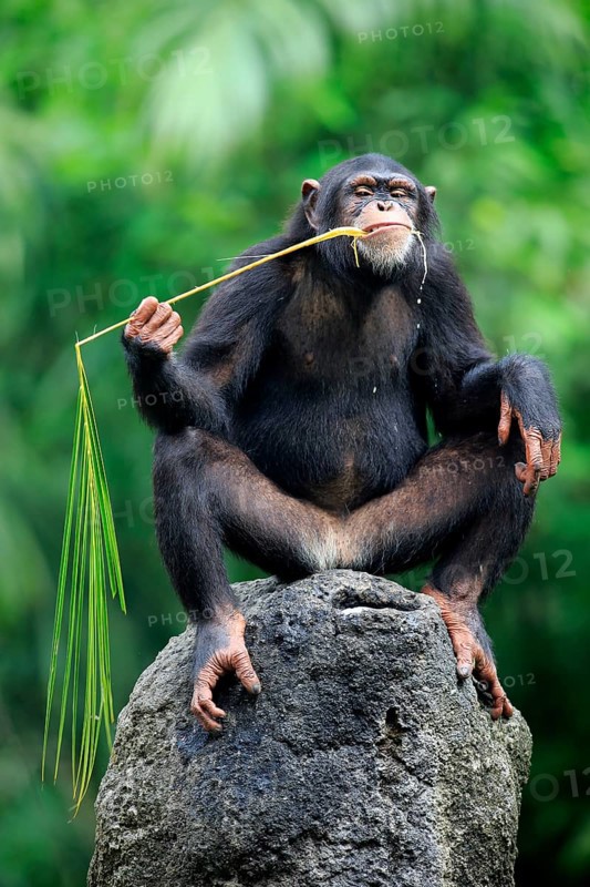 Chimpanzee (Pan troglodytes troglodytes), adult female, used, tool, eating termite mounds