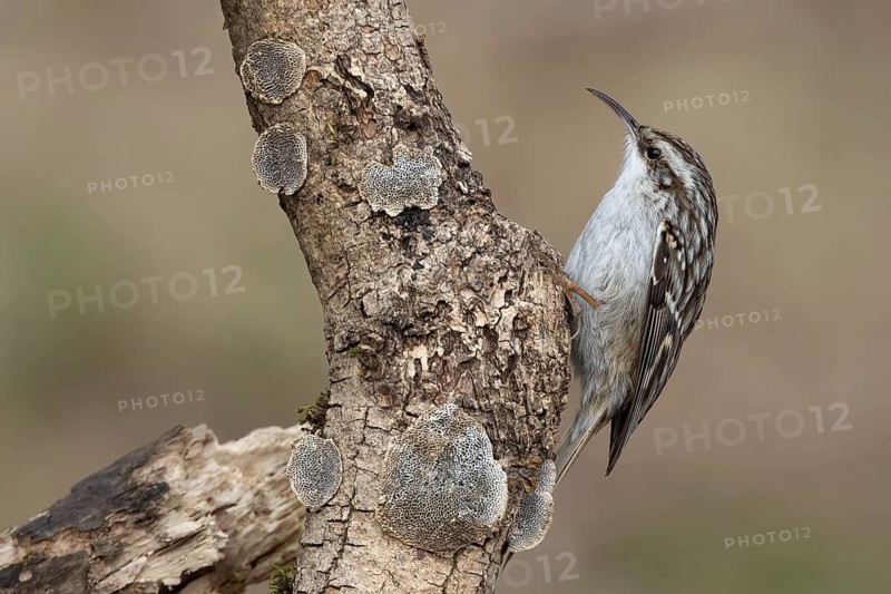 Short-toed treecreeper (Certhia brachydactyla) foraging, Austria, Upper Austria, Europe