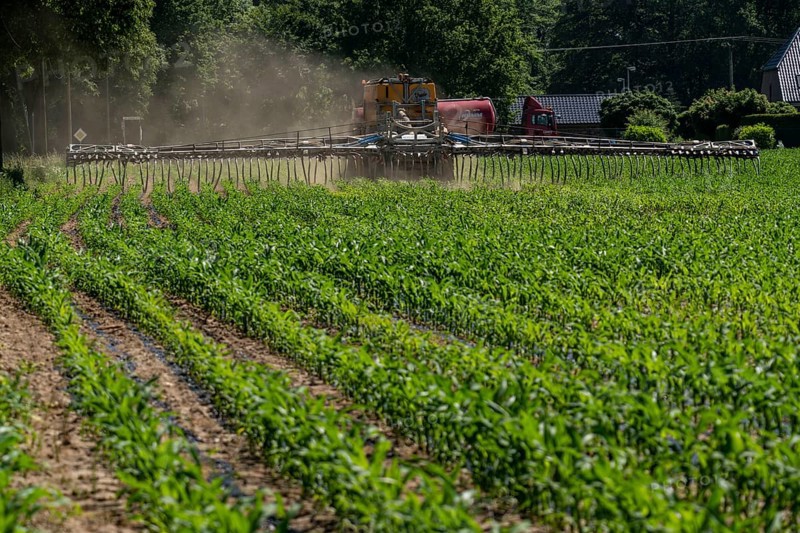 A maize field, with young plants, is fertilised with liquid manure, self-propelled slurry tanker, near Geldern, North Rhine-Westphalia, Germany, Europe
