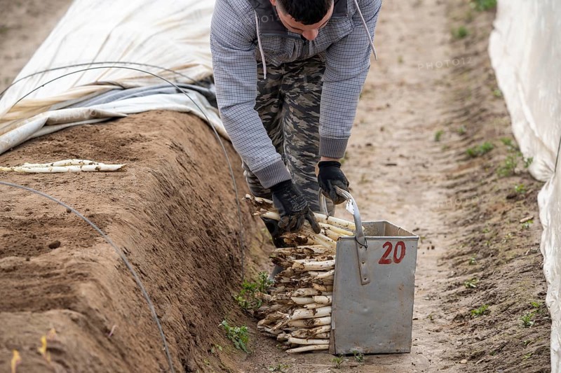 Asparagus harvest in the Rhineland, asparagus pickers at work in an asparagus field covered with plastic sheeting to allow the asparagus to grow better in the cold spring, Dormagen-Broich, North Rhine-Westphalia, Germany, Europe