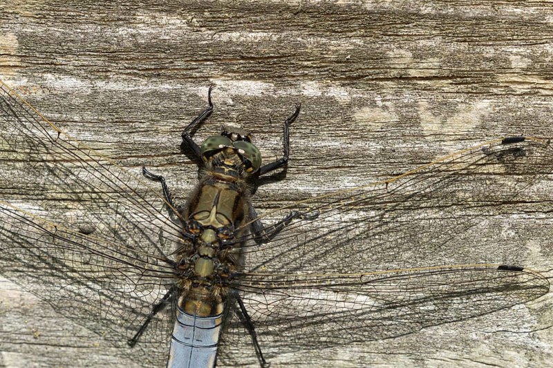 Broad-bodied chaser dragonfly (Libellula depressa) adult insect resting on a fence, Suffolk, England, United Kingdom, Europe