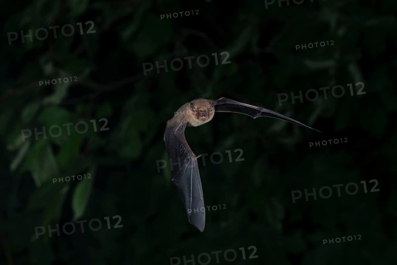 Common pipistrelle (Pipistrellus pipistrellus) hunting insects in front of deciduous forest, Brandenburg, Germany, Europe