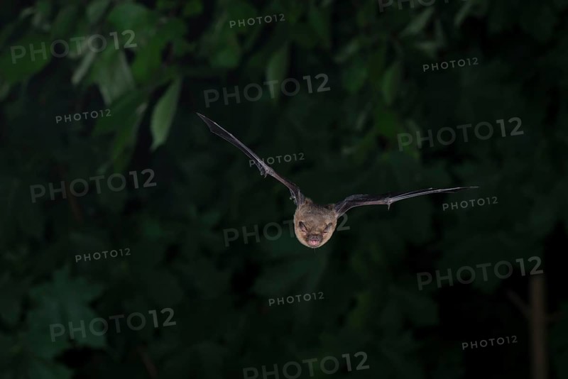 Common pipistrelle (Pipistrellus pipistrellus) hunting insects in front of deciduous forest, Brandenburg, Germany, Europe