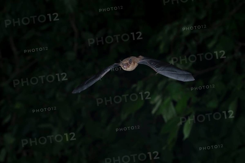 Common pipistrelle (Pipistrellus pipistrellus) hunting insects in front of deciduous forest, Brandenburg, Germany, Europe