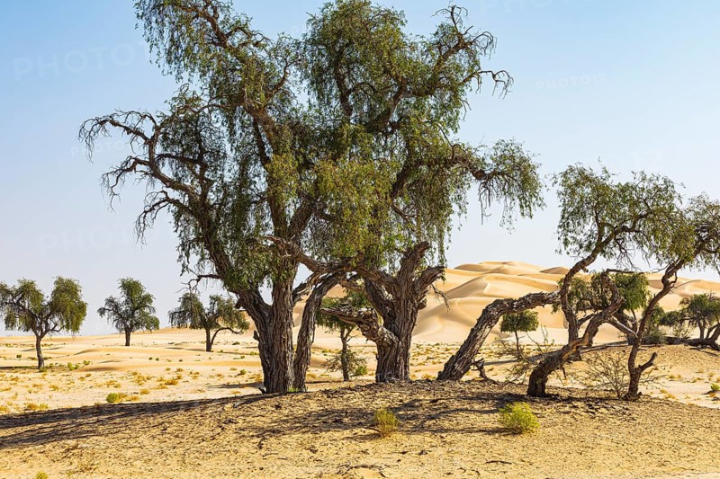 Trees with gnarled bark in a sandy plain of the Rub al Khali desert, Dhofar province, Arabian Peninsula, Sultanate of Oman