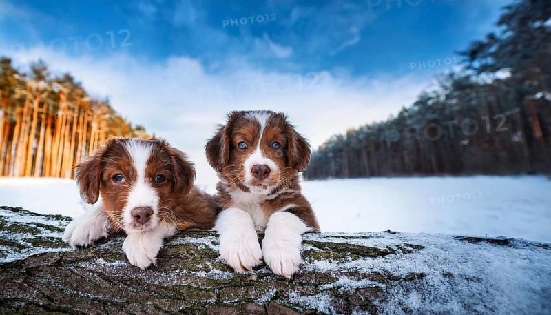 KI generated, dog, dogs, puppy, one, two, three, play, snow, winter, autumn leaves, blue sky, Kromfohrländer, Fox Terrier, (Canis lupus familiaris), German dog breed, rough coat, smooth coat, studio, AI generated