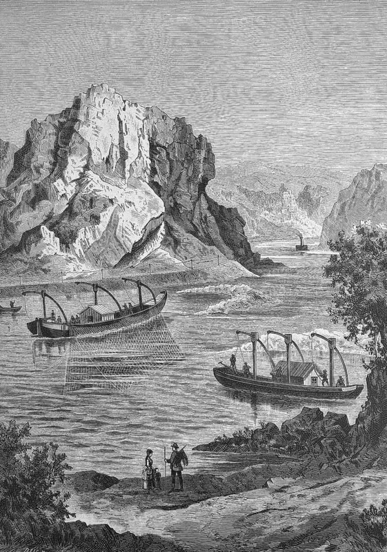 Salmon catch, salmon fishing, in the Rhine, Germany, Historical, digitally restored reproduction from a 19th century original, around 1890, Record date not stated, Europe