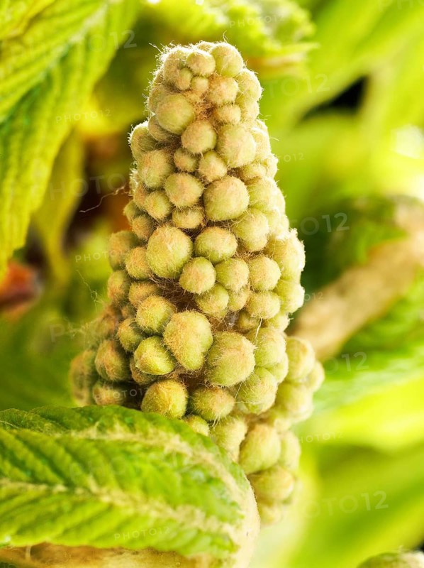 Chestnut, common horse-chestnut (Aesculus hippocastanum), young inflorescence, flower buds, fine hairs to protect the young shoots, macro photograph