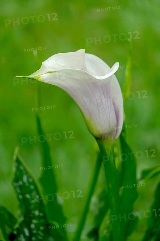 Flower of a arum lily (Zantedeschia), North Rhine-Westphalia, Germany, Europe