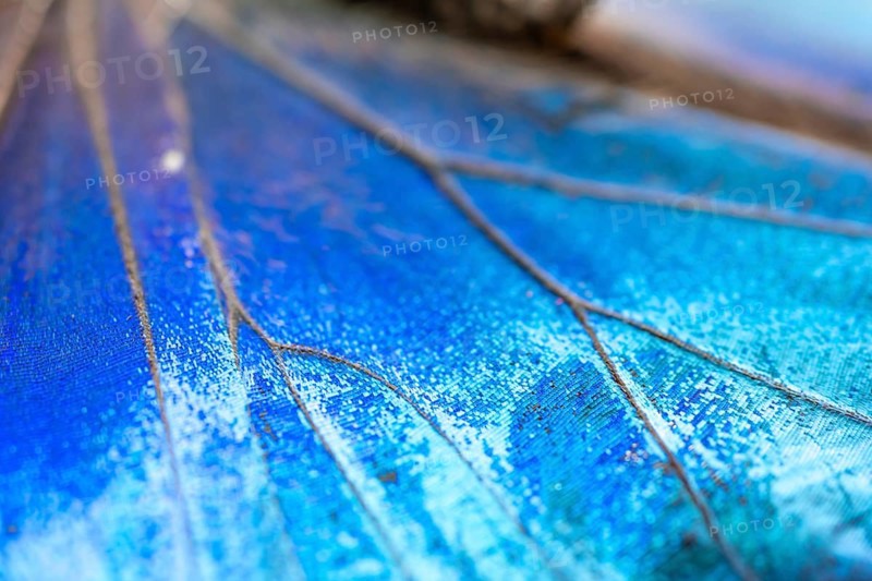 Detail of the butterfly wing of a Morpho helenor, Anaxibia morpho butterfly, Alajuela province, Costa Rica, Central America