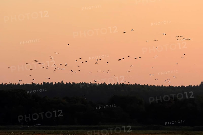 Evening sky at the Baltic Sea near Peenemünde, cranes, September, Mecklenburg-Western Pomerania, Germany, Europe