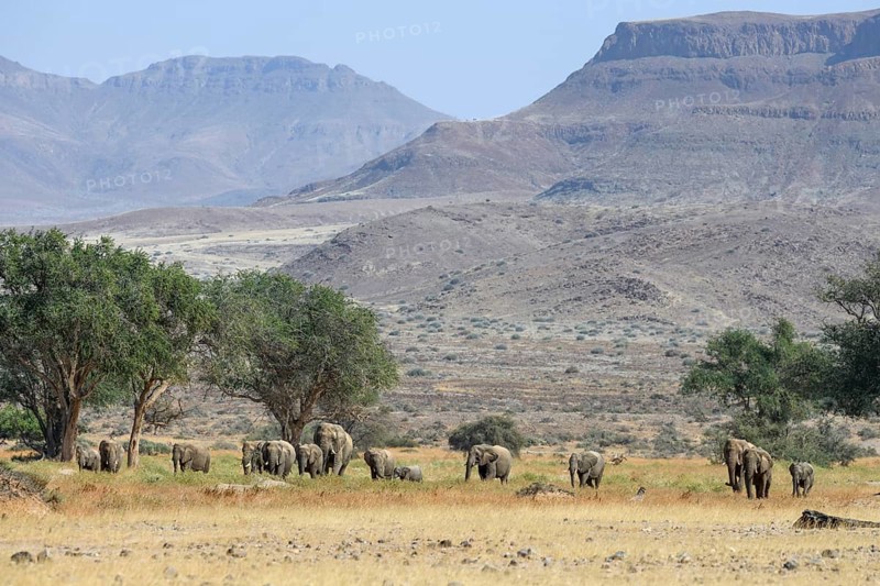 Desert elephants (Loxodonta africana) in the Huab dry river, Damaraland, Kunene region, Namibia, Africa