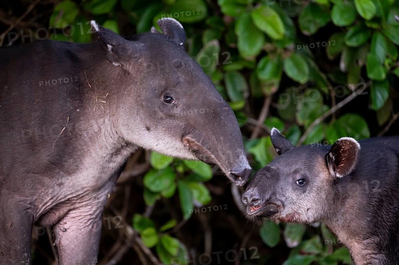 Baird's tapir (Tapirus bairdii), mother and young, looking into the camera, animal portrait, in the rainforest, Corcovado National Park, Osa, Puntarena Province, Costa Rica, Central America