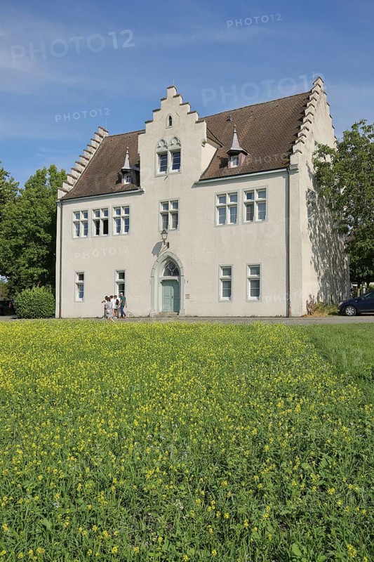 White building with stepped gable and yellow flower meadow, rape field, Burgstraße, Mittelzell, Reichenau Island, Untersee, Lake Constance, Lake Constance area, Baden-Württemberg, Germany, Europe