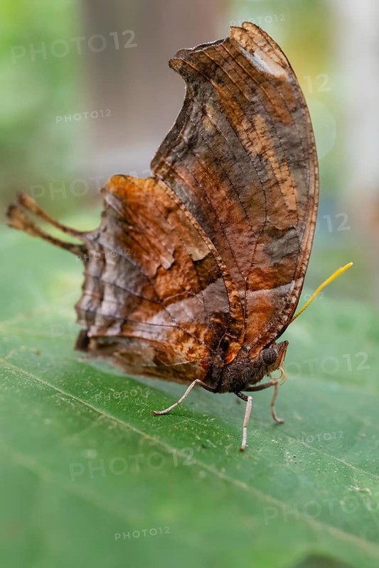 Tiger leaf butterfly (Consul fabius cecrops), brown butterfly sitting on a leaf, Alajuela province, Costa Rica, Central America