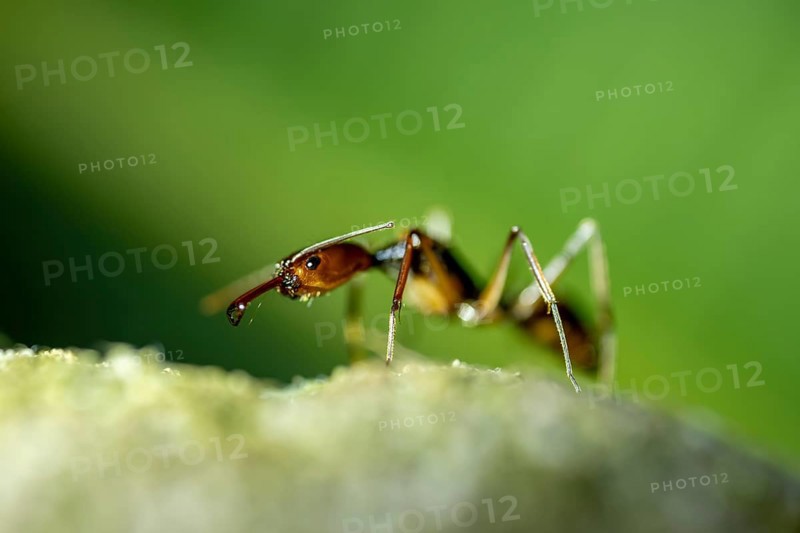 Snapping pine ant (Odontomachus sp.1) sitting on a leaf at night, at night in the tropical rainforest, Refugio Nacional de Vida Silvestre Mixto Bosque Alegre, Alajuela province, Costa Rica, Central America