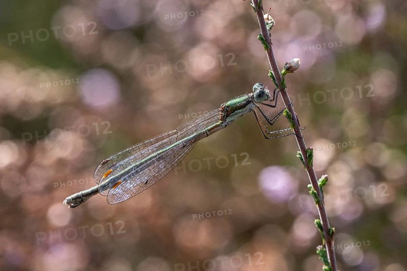 Emerald Damselfly (Lestes viridis), Emsland, Lower Saxony, Germany, Europe