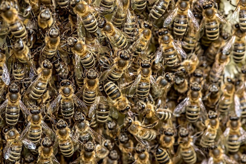 Bee colony, many bees, Western or European honey bee (Apis mellifera), wild construction of natural honeycomb outside of beehive, beeswax, fresh, white, honeycomb, Nidda, Wetterau, Hesse, Germany, Europe
