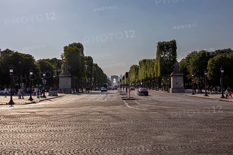 Sweeping avenue with tall trees in the soft morning light, Paris