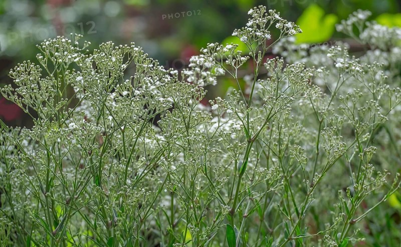 Panicled gypsophila (Gypsophila paniculata), North Rhine-Westphalia, Germany, Europe
