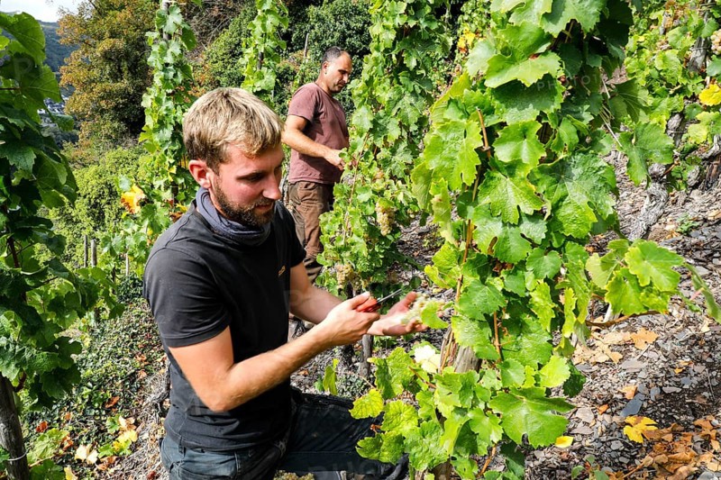 Winemaker Kilian Franzen harvesting Riesling grapes in one of the steepest vineyards in Europe, Neef, 30/09/2020