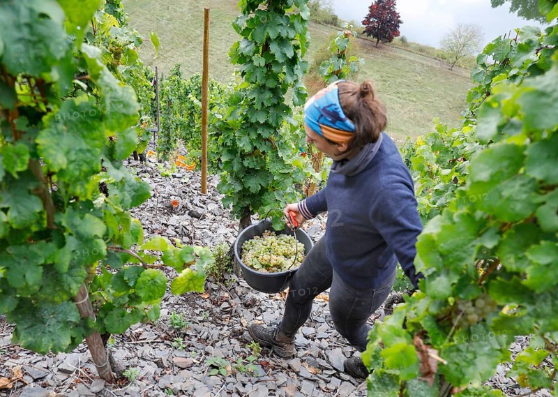 A grape harvest helper picking Riesling grapes in one of the steepest vineyards in Europe, Neef, 30/09/2020