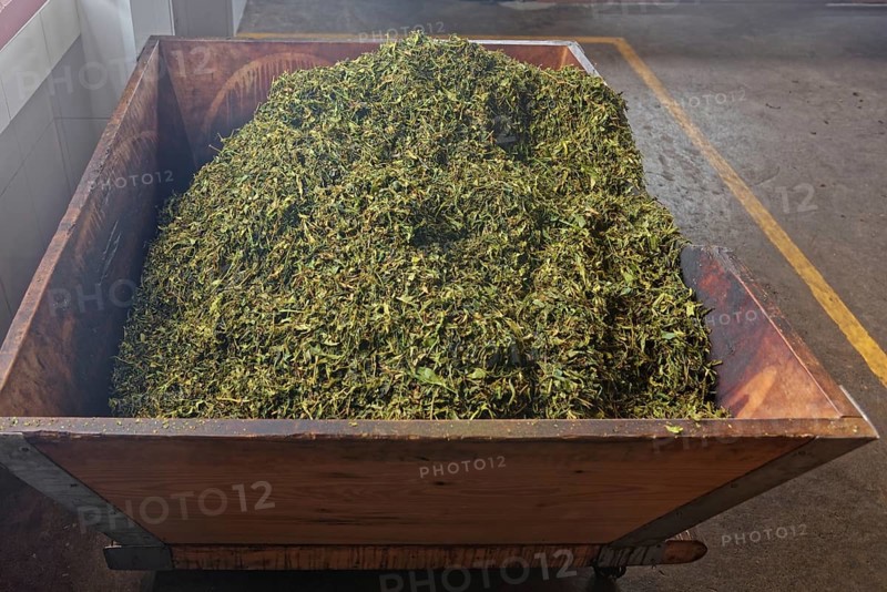 A wooden container full of fresh, green tea leaves in an interior, tea cultivation and production Cha Gorreana near Sao Bras, Sao Miguel, Azores, Portugal, Europe