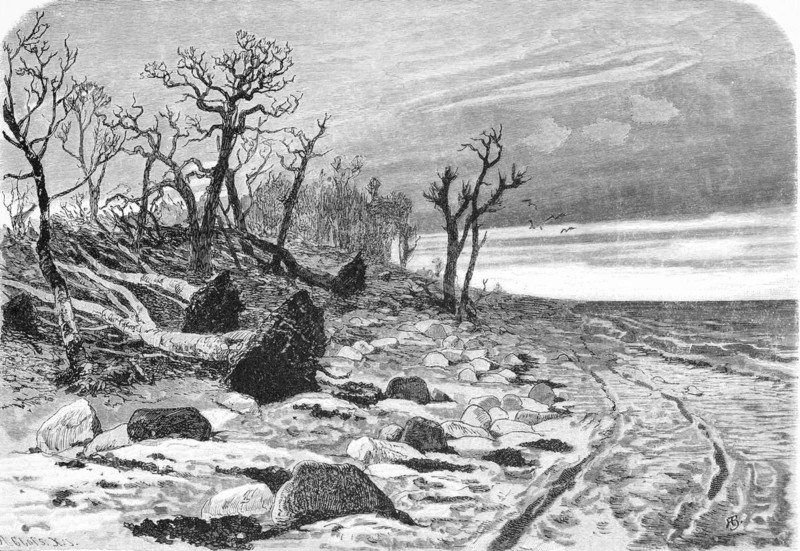 Destroyed beech forest after the storm surge, Baltic Sea, Mecklenburg-Western Pomerania, Germany, beach, tree root, stones, nature, historical illustration 1880, Europe