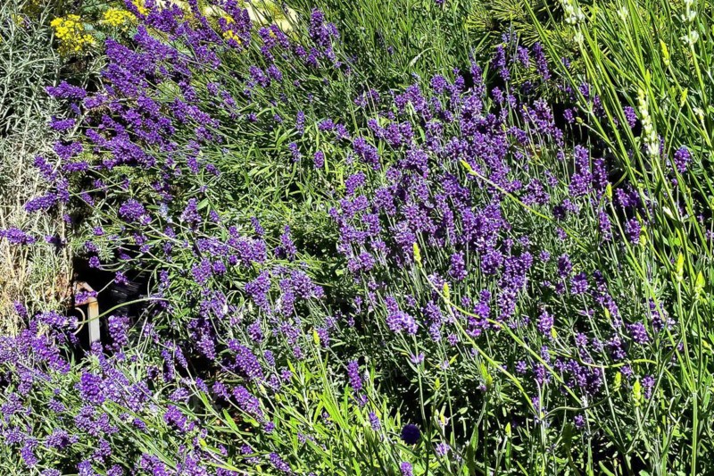 Close-up of purple flower-bed of flowering lavender (Lavandula angustifolia) in colour purple in flower bed, Germany, Europe