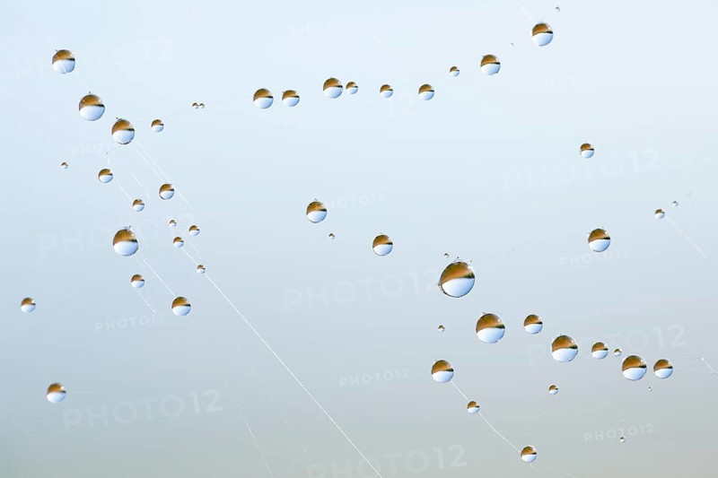 Dewdrops on a spider's web, Switzerland, Europe