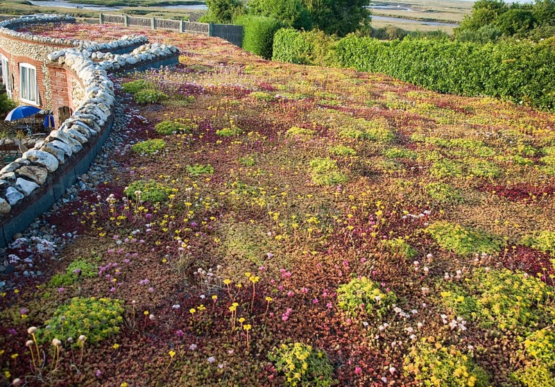 Flowers and plants growing on a sedum roof of the White Horse pub at Brancaster Staithe, north Norfolk, England, United Kingdom, Europe