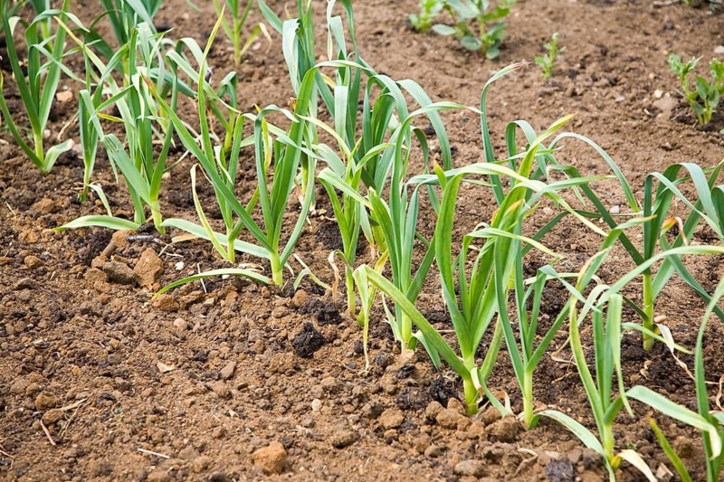 Garlic plants growing in allotment garden, Shottisham, Suffolk, England, United Kingdom, Europe