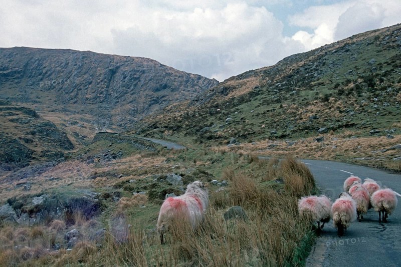 Sheep on the road, Ring of Beara, Beara Peninsula, County Kerry, Republic of Ireland, April 1996, vintage, retro, old, historic