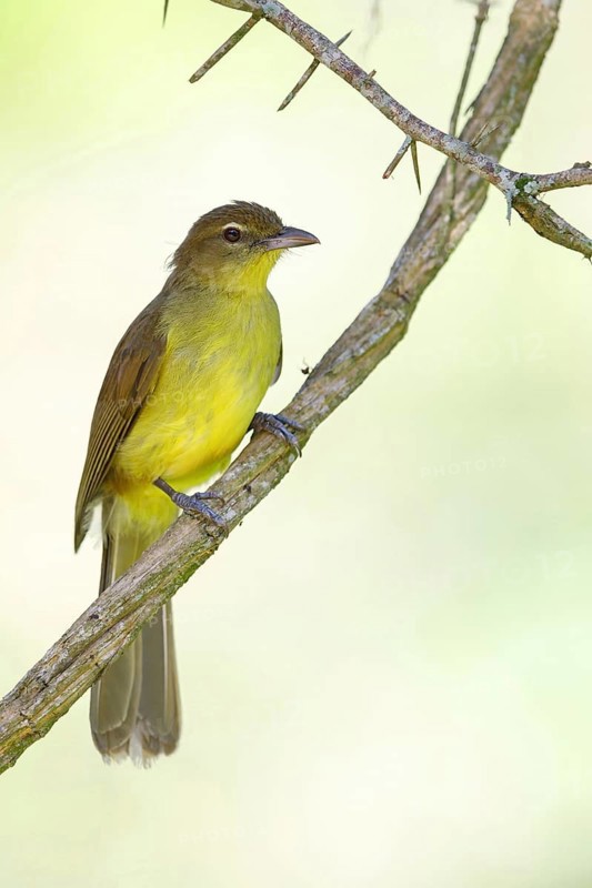 Yellow-bellied greenbul (Chlorocichla flaviventris), Mkuze Game Reserve, Mkuze, KwaZulu-Natal, South Africa, Africa